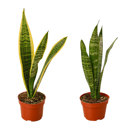 Perfect Snake Plant Bundle