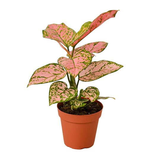 Aglaonema Lady Valentine