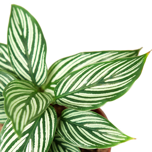 Calathea Vittata Plant