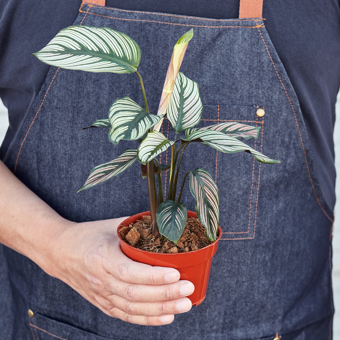 Calathea White Star Plant