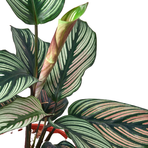 Calathea White Star Plant