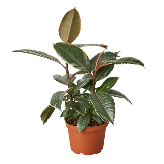 Ficus Elastica 'Tineke' - 6" Pot