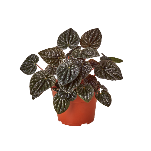 Peperomia 'Roja ondulada'