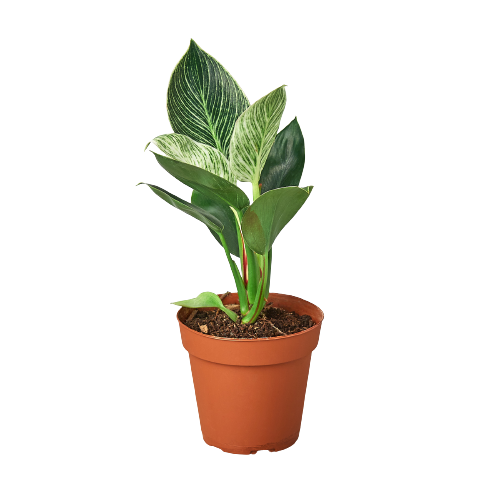 Philodendron 'Birkin' - 4" Pot