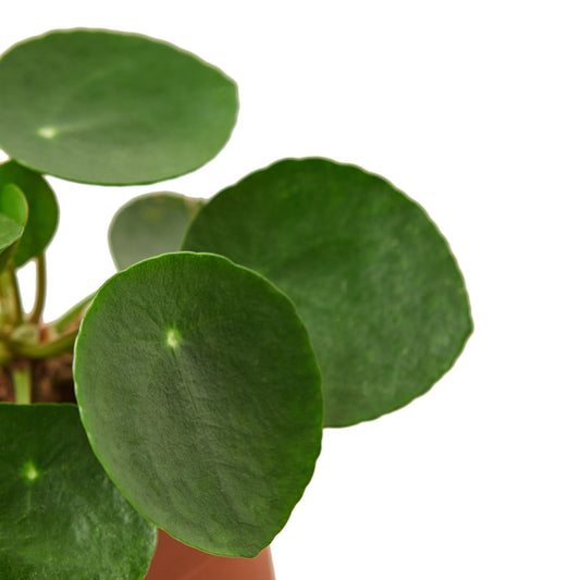 Pilea Peperomioides 'Chinese Money' - 6" Pot