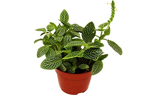 Fittonia 'Planta del nervio blanco'