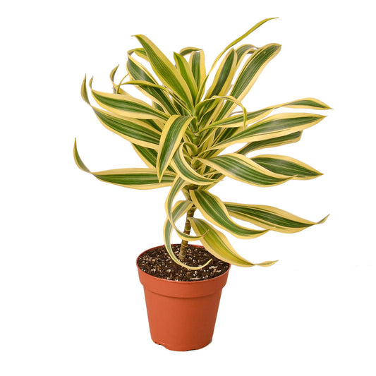 Dracaena 'Canción de la India' 