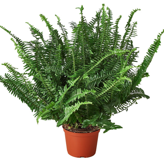 Jester's Crown Fern - 6" - Fern Plant