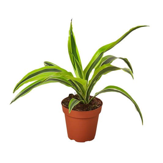 Dracaena Deremensis 'Lemon Surprise' - 4" Pot - Striations