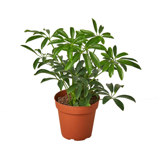 Schefflera Arboricola 'Umbrella' - 4" Pot - Low Maintenance