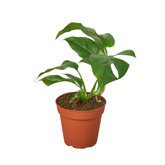 Philodendron Mini Monstera Minima - Maceta de 4" - SÓLO MACETA DE VIVERO