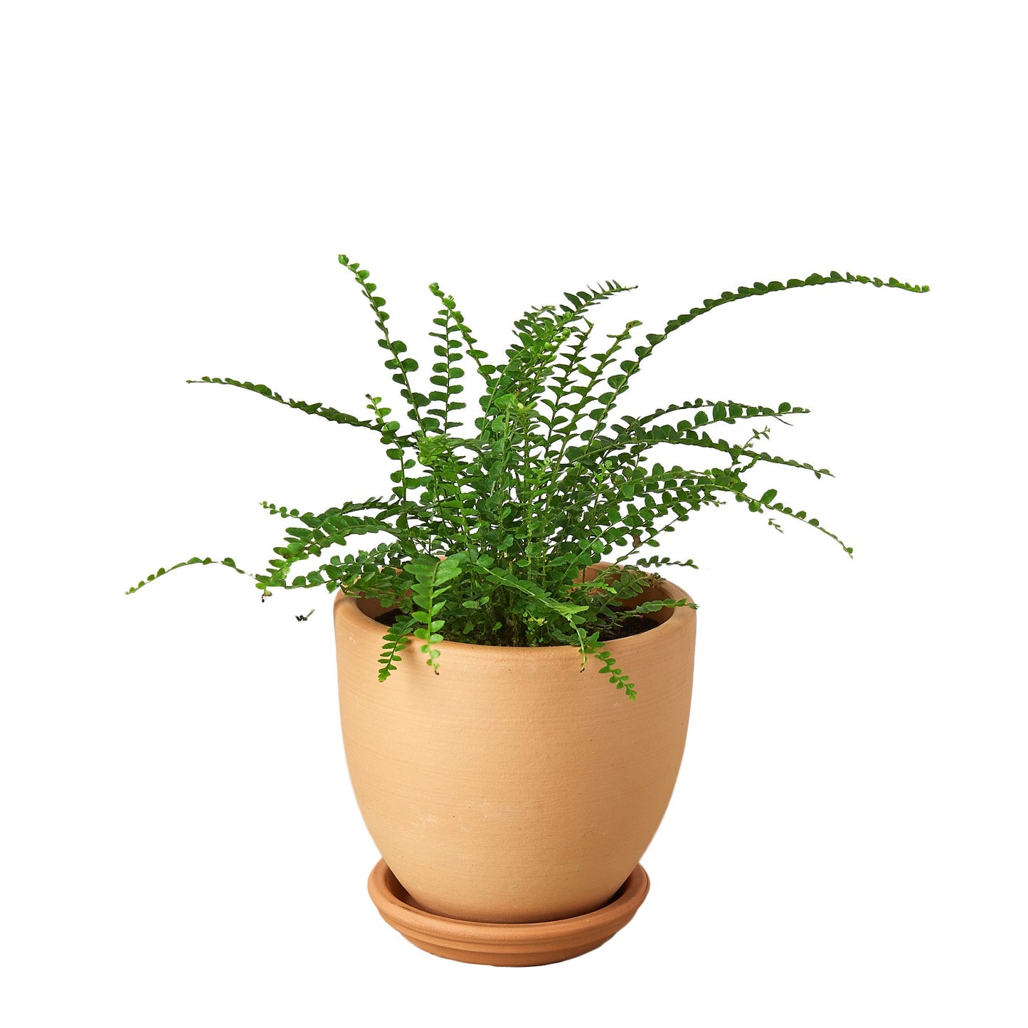 Fern 'Lemon Button'