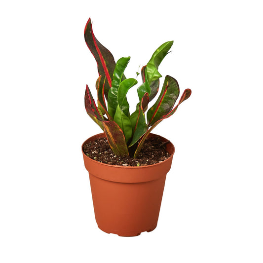 Croton 'Mammy' - Maceta de 4" - Familia Croton 