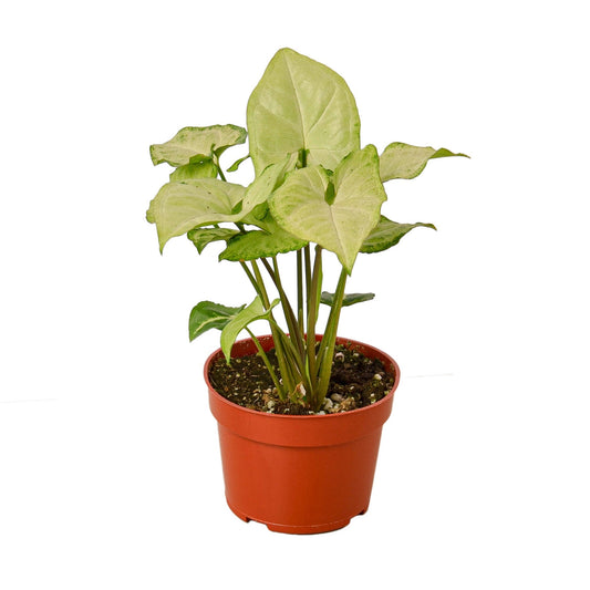 Syngonium White Butterfly - 4" Pot