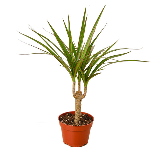 Caña Dracaena Marginata - Maceta de 4"