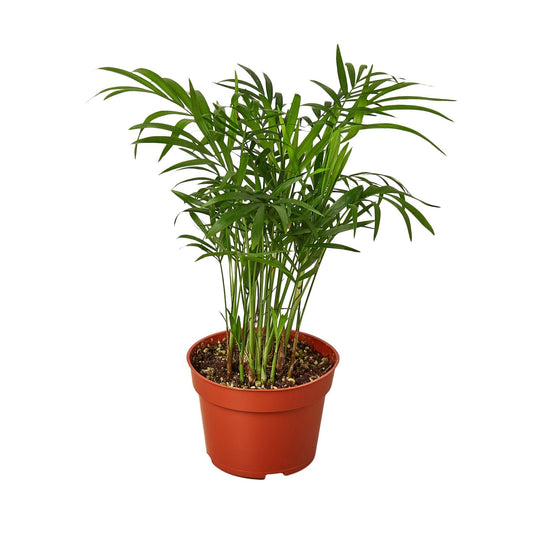 Parlor Palm - 4" Pot