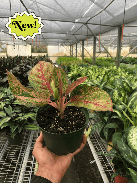 Chinese Evergreen 'Starburst'